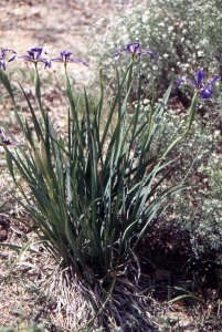 Liliane Roubaudi, le  6 mai 2006 (Sigean (île de l'Aute))