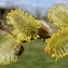  Véronique Nolan - Salix cinerea L. [1753]