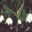  Liliane Roubaudi - Leucojum aestivum L.