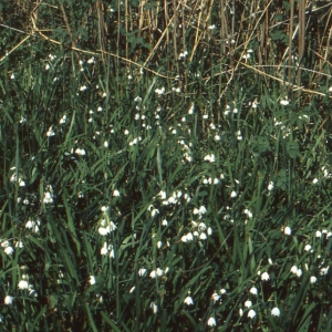 Photographie n°63183 du taxon Leucojum aestivum L.