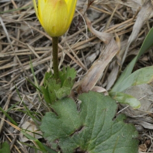 Photographie n°63188 du taxon Anemone palmata L. [1753]