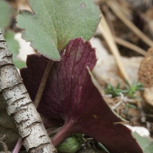  - Anemone palmata L. [1753]