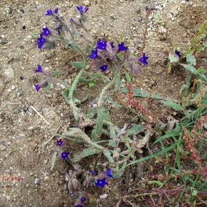 Photographie n°63207 du taxon Anchusa undulata L. [1753]