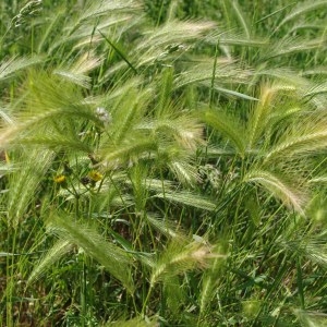 Photographie n°63209 du taxon Hordeum murinum L. [1753]