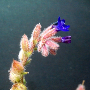 Photographie n°63210 du taxon Anchusa undulata L. [1753]