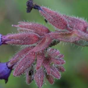 Photographie n°63211 du taxon Anchusa undulata L. [1753]