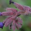  Liliane Roubaudi - Anchusa undulata L. [1753]