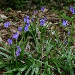 Photographie n°63212 du taxon Hyacinthoides non-scripta (L.) Chouard ex Rothm. [1944]