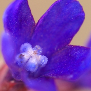 Photographie n°63215 du taxon Anchusa undulata L. [1753]