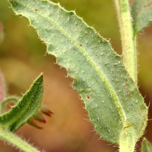 Photographie n°63219 du taxon Anchusa undulata L. [1753]