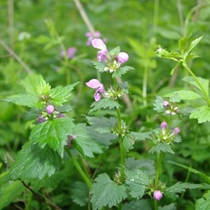 Photographie n°63225 du taxon Lamium maculatum (L.) L. [1763]