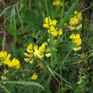 Photographie n°63228 du taxon Lathyrus pratensis L. [1753]