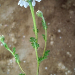 Photographie n°63236 du taxon Anthemis arvensis subsp. incrassata (Loisel.) Nyman [1879]