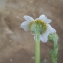  Liliane Roubaudi - Anthemis arvensis subsp. incrassata (Loisel.) Nyman [1879]