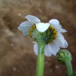  - Anthemis arvensis subsp. incrassata (Loisel.) Nyman [1879]