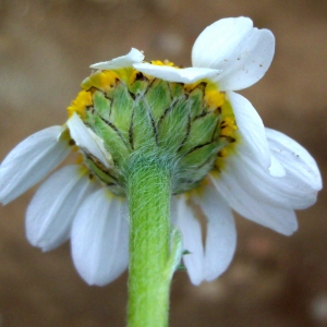 Anthemis arvensis subsp. incrassata (Loisel.) Nyman (Anthémis à pédoncules renflés)