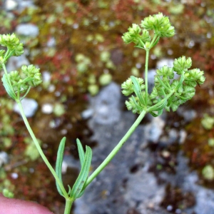 Photographie n°63242 du taxon Valerianella eriocarpa Desv. [1809]