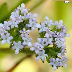 Photographie n°63244 du taxon Valerianella eriocarpa Desv. [1809]