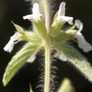 Photographie n°63246 du taxon Sideritis romana L. [1753]