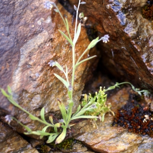 Photographie n°63261 du taxon Myosotis balbisiana Jord. [1852]