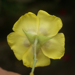 Cistus halimifolius L. (Ciste jaune)