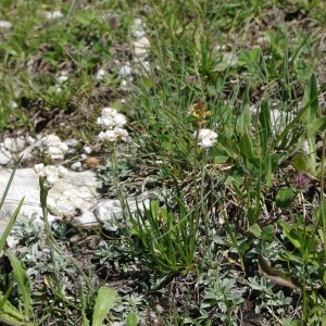 Photographie n°63277 du taxon Antennaria dioica (L.) Gaertn. [1791]