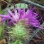  Liliane Roubaudi - Centaurea sphaerocephala L. [1753]