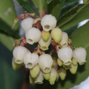 Photographie n°63288 du taxon Arbutus unedo L. [1753]