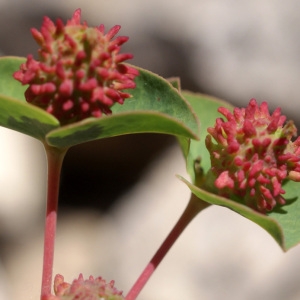 Photographie n°63297 du taxon Euphorbia duvalii Lecoq & Lamotte [1847]