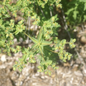 Photographie n°63303 du taxon Euphorbia hirsuta L. [1759]