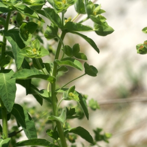Photographie n°63304 du taxon Euphorbia hirsuta L. [1759]