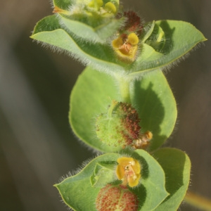 Euphorbia hirsuta L. (Euphorbe hirsute)