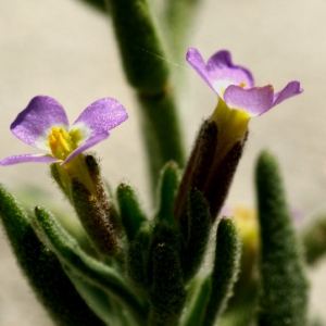 Photographie n°63310 du taxon Malcolmia ramosissima (Desf.) Gennari [1878]