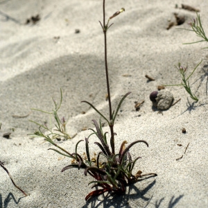 Photographie n°63318 du taxon Silene nicaeensis All. [1773]