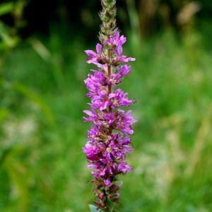 Photographie n°63329 du taxon Lythrum salicaria L.