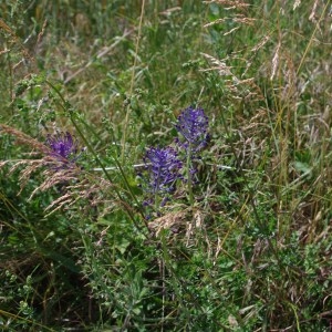 Photographie n°63336 du taxon Muscari comosum (L.) Mill. [1768]