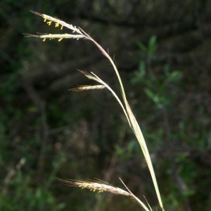 Photographie n°63343 du taxon Hyparrhenia hirta (L.) Stapf [1919]