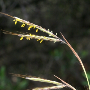 Photographie n°63344 du taxon Hyparrhenia hirta (L.) Stapf [1919]