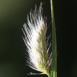 Photographie n°63356 du taxon Cynosurus echinatus L. [1753]