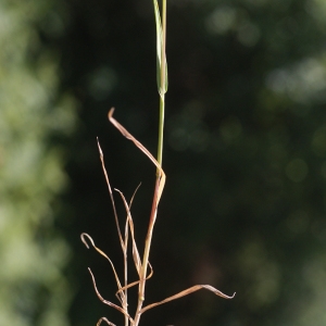 Photographie n°63358 du taxon Cynosurus echinatus L. [1753]