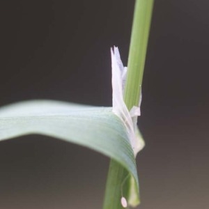 Photographie n°63361 du taxon Cynosurus echinatus L. [1753]