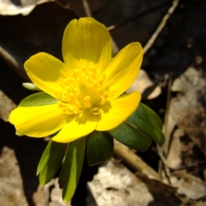 Photographie n°63367 du taxon Eranthis hyemalis (L.) Salisb. [1807]