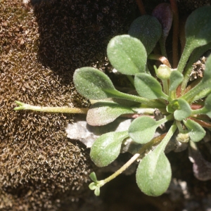 Photographie n°63374 du taxon Bellium bellidioides L. [1771]