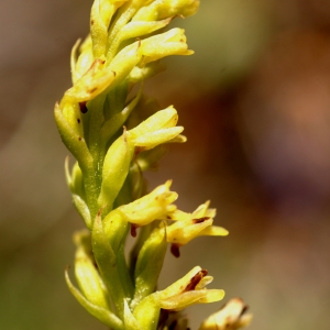 Photographie n°63385 du taxon Gennaria diphylla (Link) Parl. [1860]