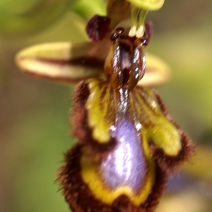 Photographie n°63386 du taxon Ophrys ciliata Biv. [1806]