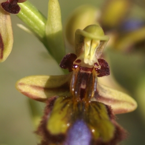 Photographie n°63389 du taxon Ophrys ciliata Biv. [1806]