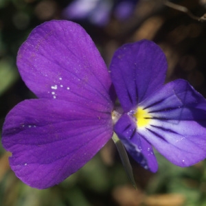 Viola bubanii Timb.-Lagr. (Pensée de Bubani)