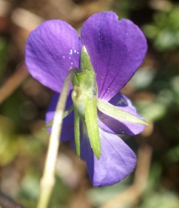 Liliane Roubaudi, le 15 juillet 2009 (Lacaune)