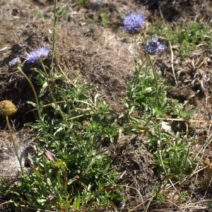 Photographie n°63400 du taxon Jasione crispa (Pourr.) Samp. [1921]