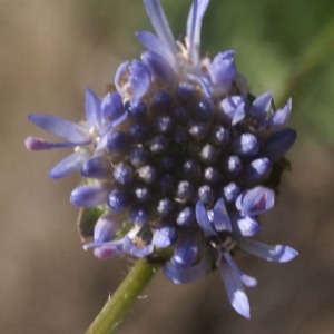 Jasione montana var. humilis Pers. (Jasione crépue)